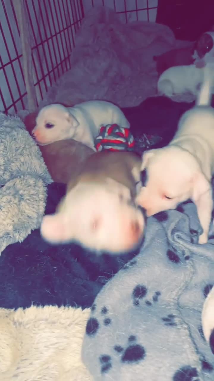 Staffordshire Bull Terrier dogs for sale: Staff cross American bulldog  - Video 4