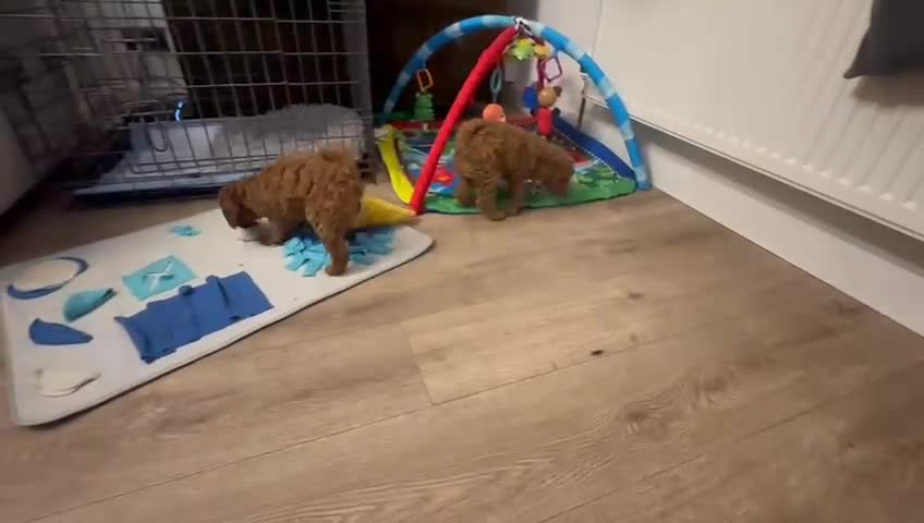 Toy Poodle dogs for sale:  Toy Poodle Puppies – Ready for Loving Homes 🐾” in Edinburgh - Video 1