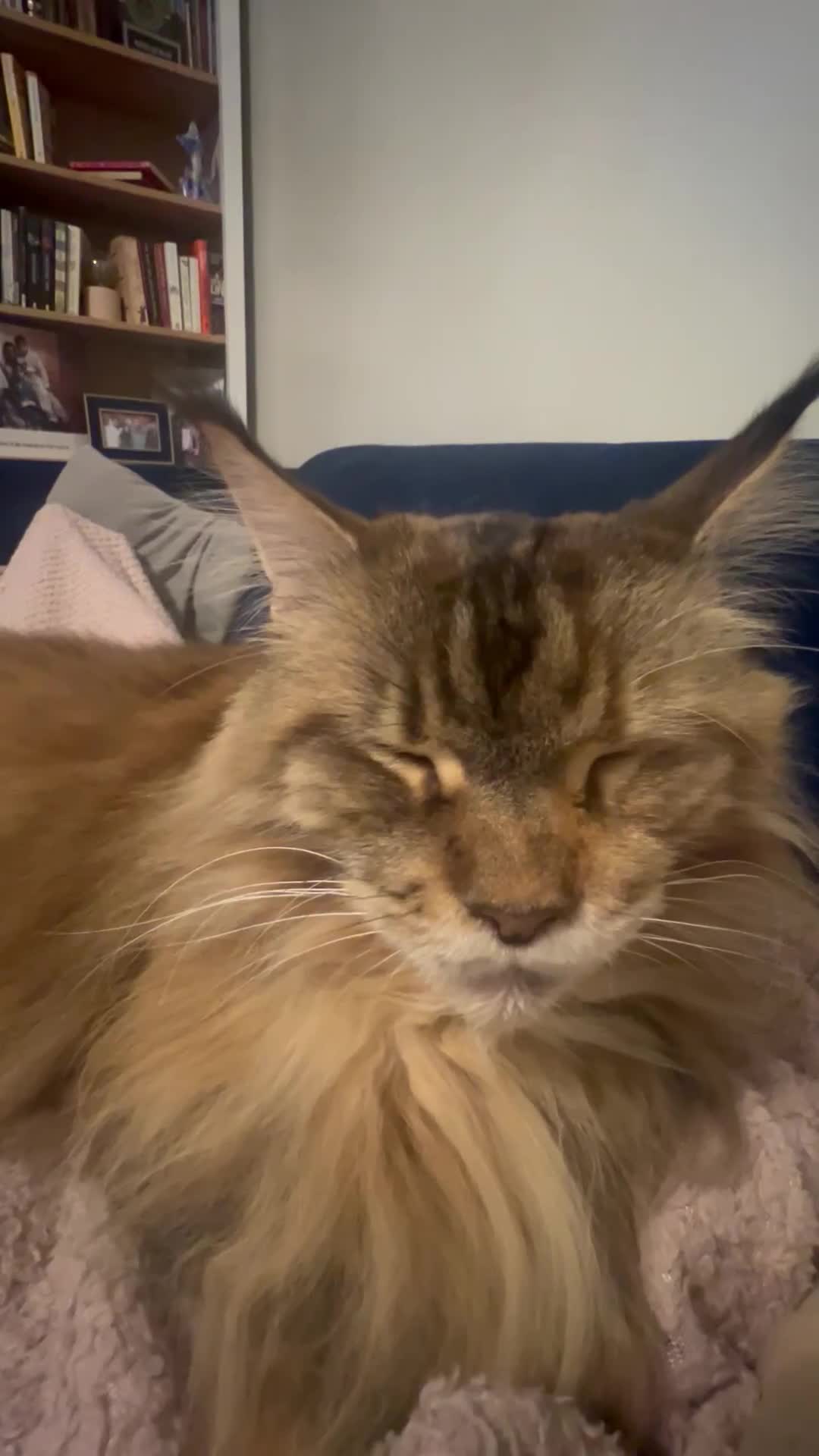 Maine Coon cats for sale: Lady Roza looking for a loving home - Video 1