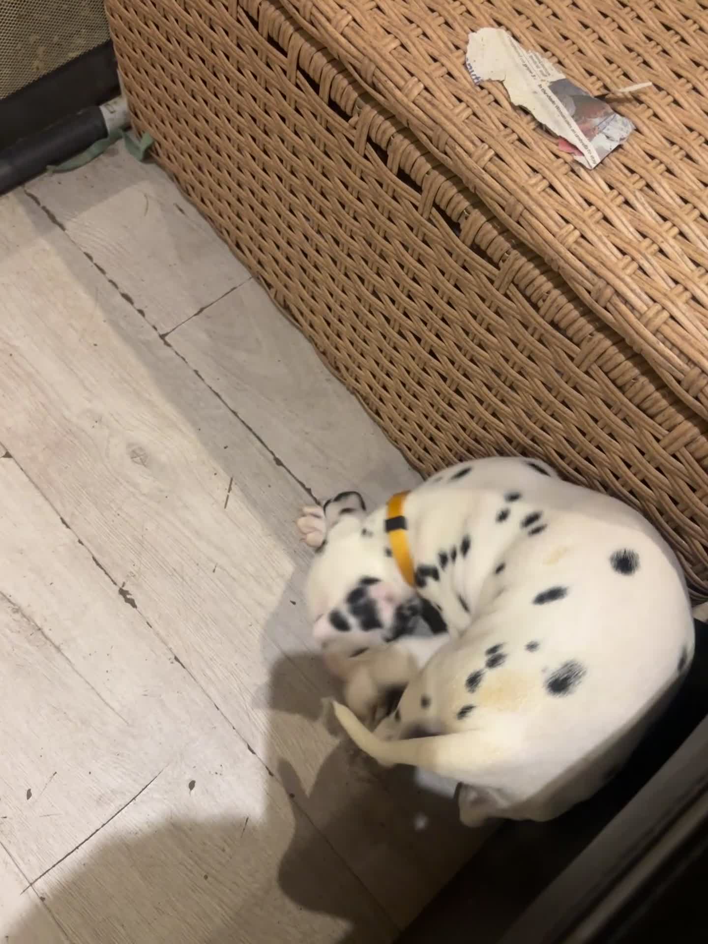 Dalmatian dogs for sale: 🐾 Stunning KC Pedigree Dalmatian Puppies 🐾 - Video 2