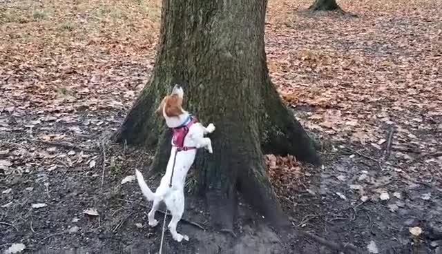 Jack Russell dogs for adoption: BENNY – WAITING FOR HIS HAPPY ENDING 🐶🏡 - Video 1