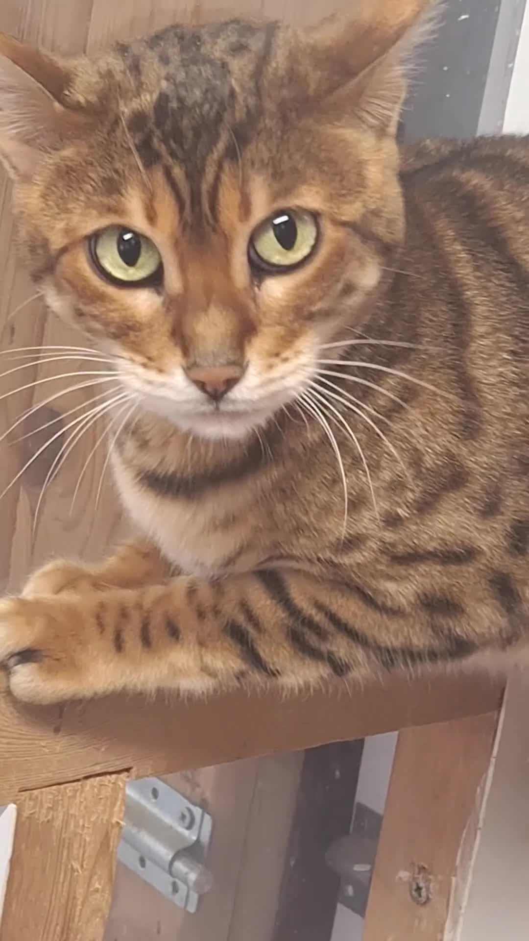 Bengal cats for sale: SBT Tica Bengal  retired female Bianca  - Video 1