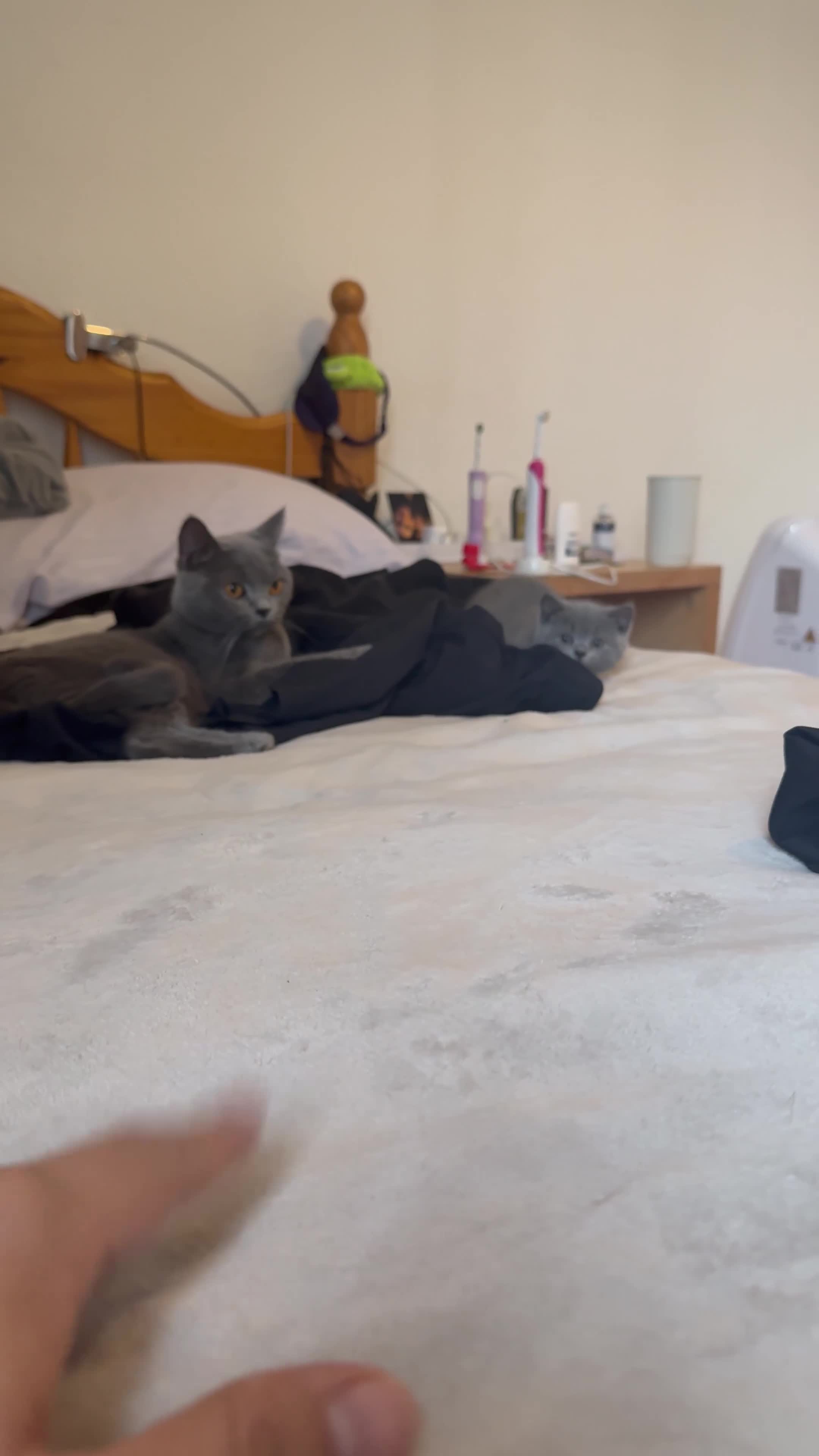 British Shorthair cats for sale: British shorthair  - Video 1