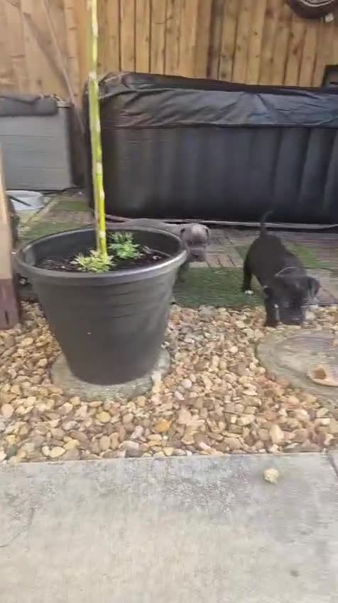 Cane Corso dogs for sale: 💜 gorgeous cane corsos puppies 💜ready in 3 weeks - Video 2