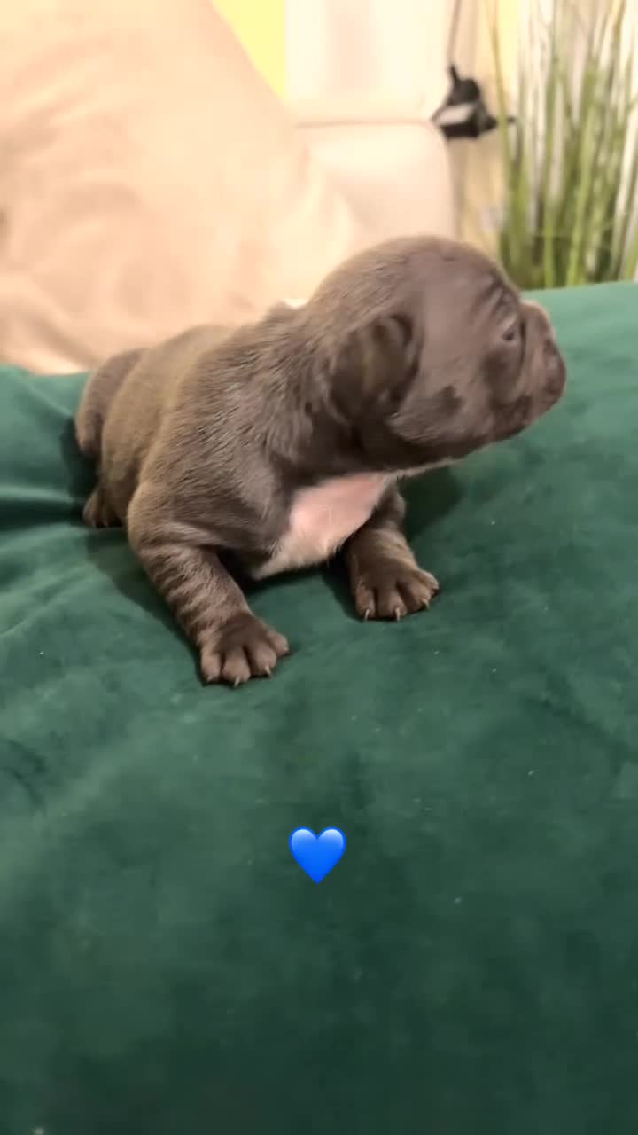 French Bulldog dogs for sale: Litter of French bulldogs  - Video 4