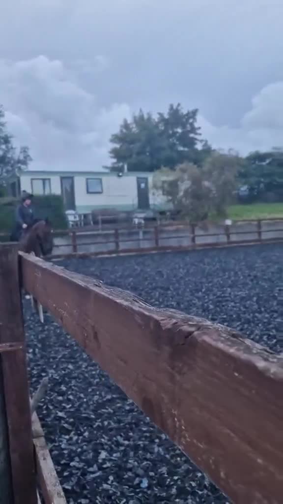 Irish Thoroughbred horses for sale: Unraced TB Gelding “Arthur” - Video 2