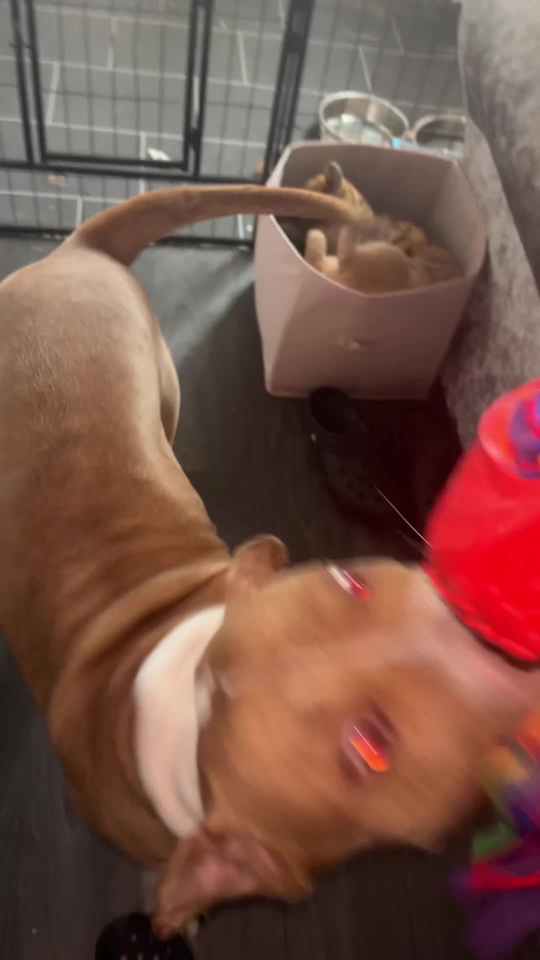 American Bull Staffy dogs for sale: American bull staffy - Video 2