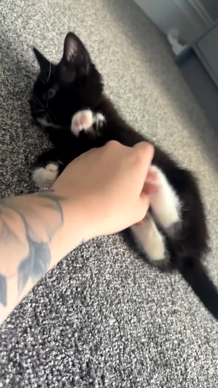 Mixed Breed cats for sale: Beautiful male kitten in Cleethorpes - Video 1