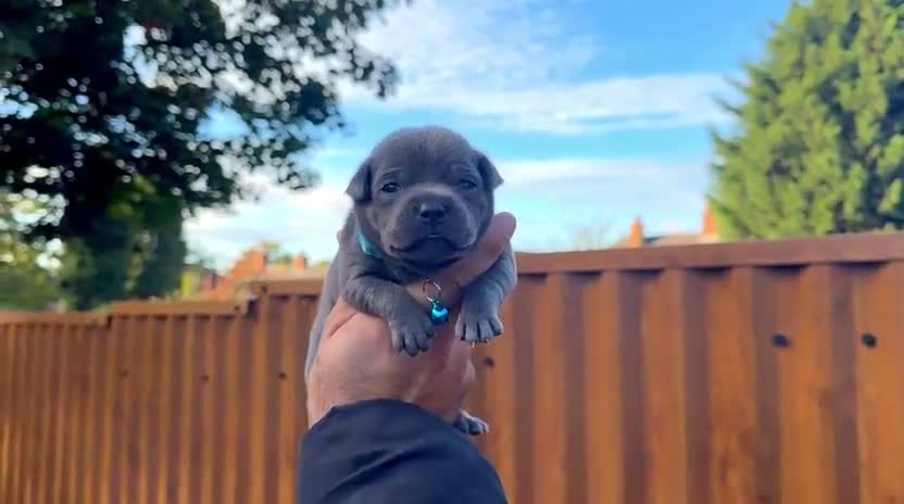 Staffordshire Bull Terrier dogs for sale: SOLID BLUE TEDDY BEARS 🧸  - Video 4