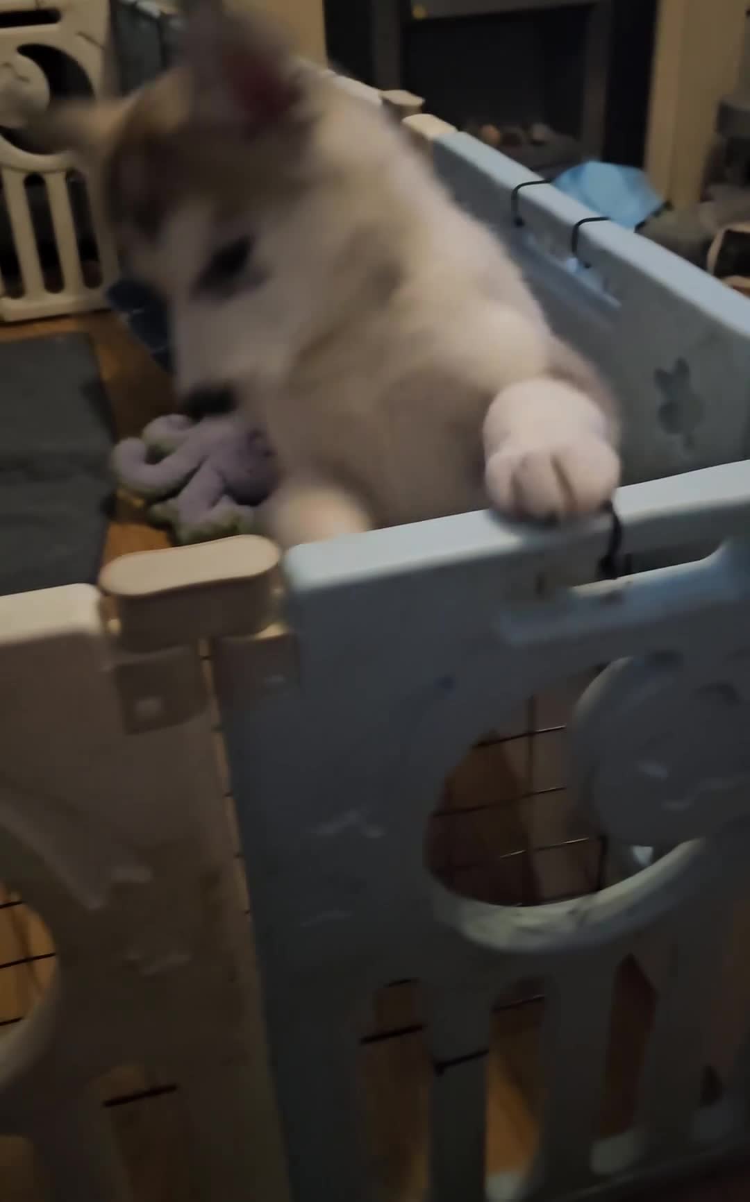 Siberian Husky dogs for sale: Husky girl looking for forever home - Video 1