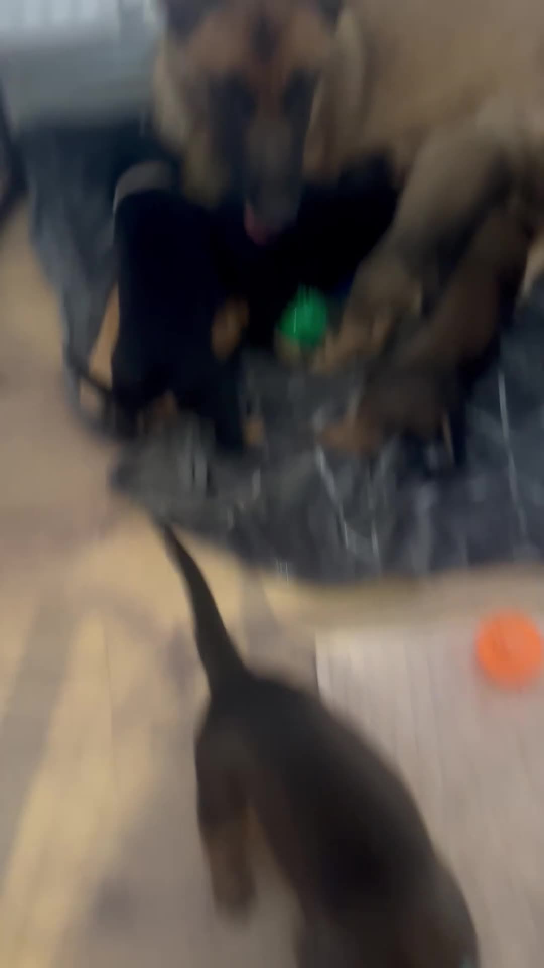 Mixed Breed dogs for sale: Beautiful Belgium Malinois cross puppy’s for sale  - Video 3