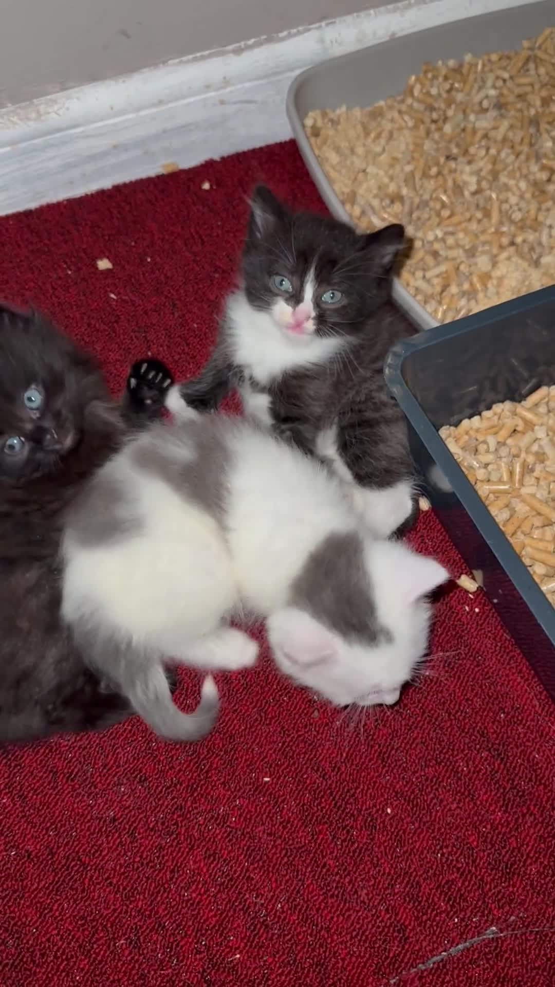 Mixed Breed cats for sale: One beautiful female kitten remaining  - Video 2