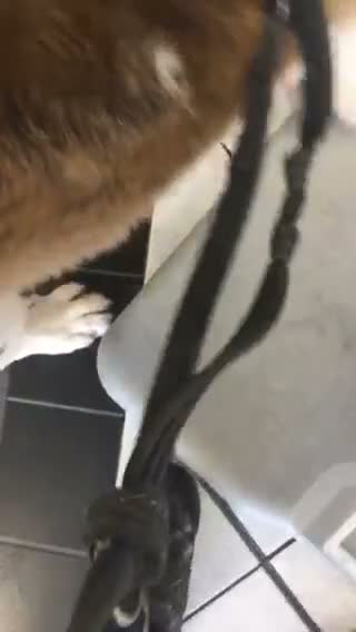 Saint Bernard dogs for sale: Rough Coated Pure St. Bernards - Video 1