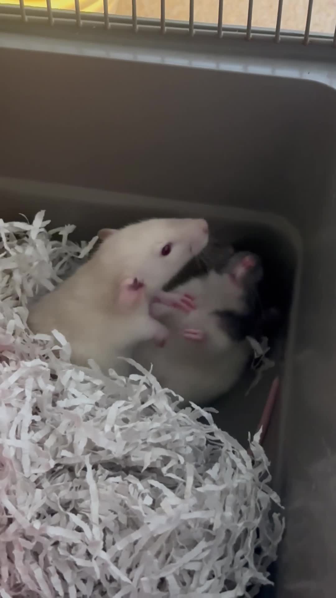 Rat rodents for sale: Two Friendly Male Rats Looking for a Loving Home  in Queenborough - Video 2
