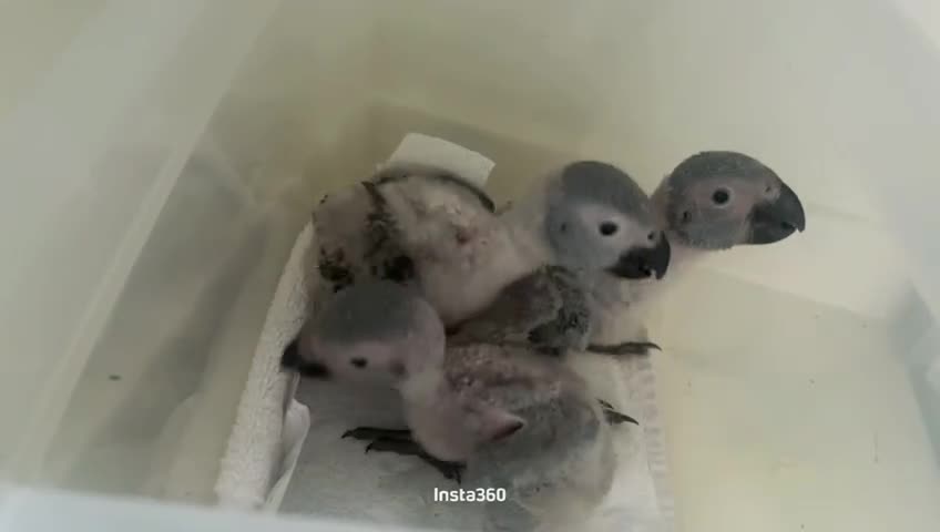 Parrots birds for sale: 3 African Grey Babies (Hand Reared) - Video 1