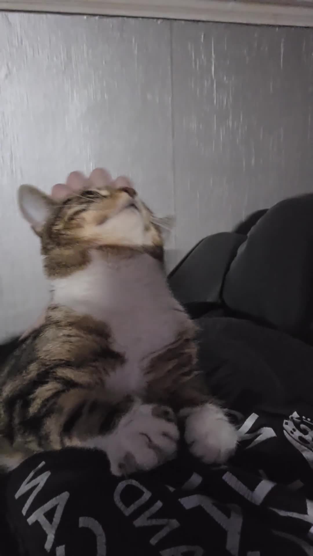 Mixed Breed cats for sale: Loving female cat - Video 1