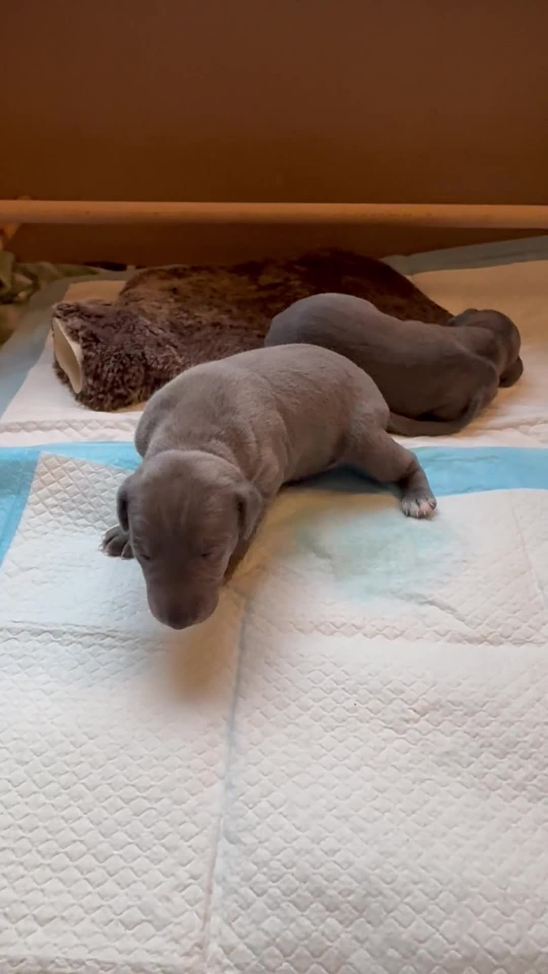 Italian Greyhound dogs for sale: 1 Italian Greyhound Puppy Girl / Bitch For Sale! - Video 2