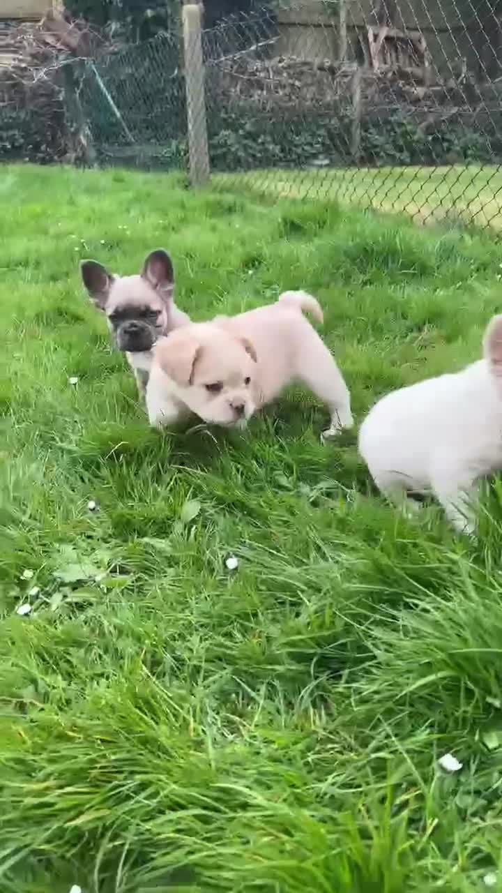 French Bulldog dogs for sale: REDUCED - Rare fluffy french bulldogs - Video 1