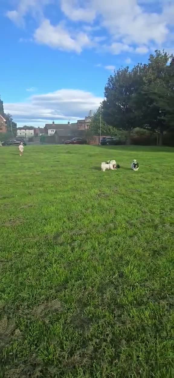 Havanese dogs for sale: Only 2 left!Purebred Havanese,Vaccinated,chipped - Video 4