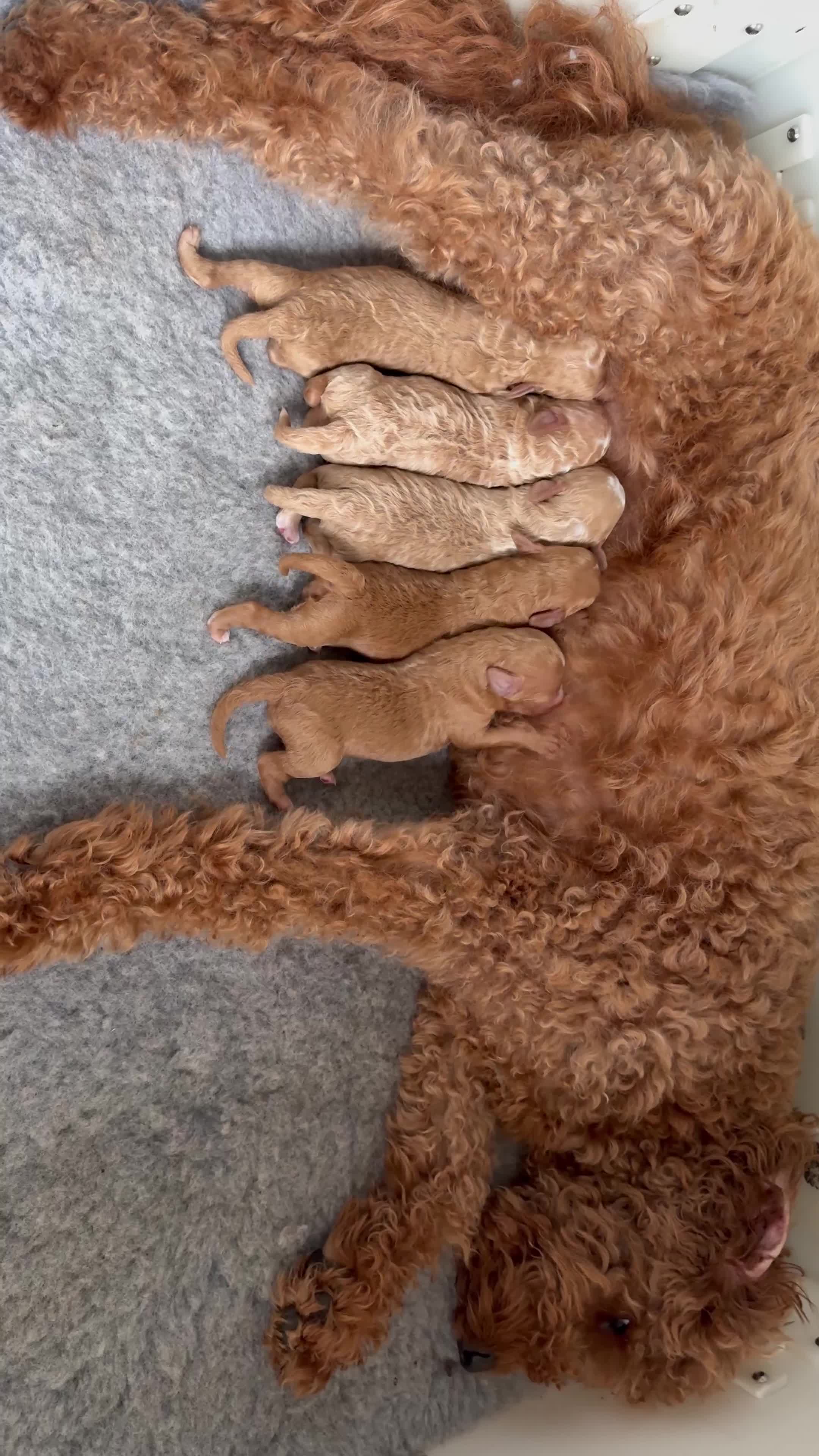 Mixed Breed dogs for sale: Health Tested miniature Goldendoodles  - Video 2