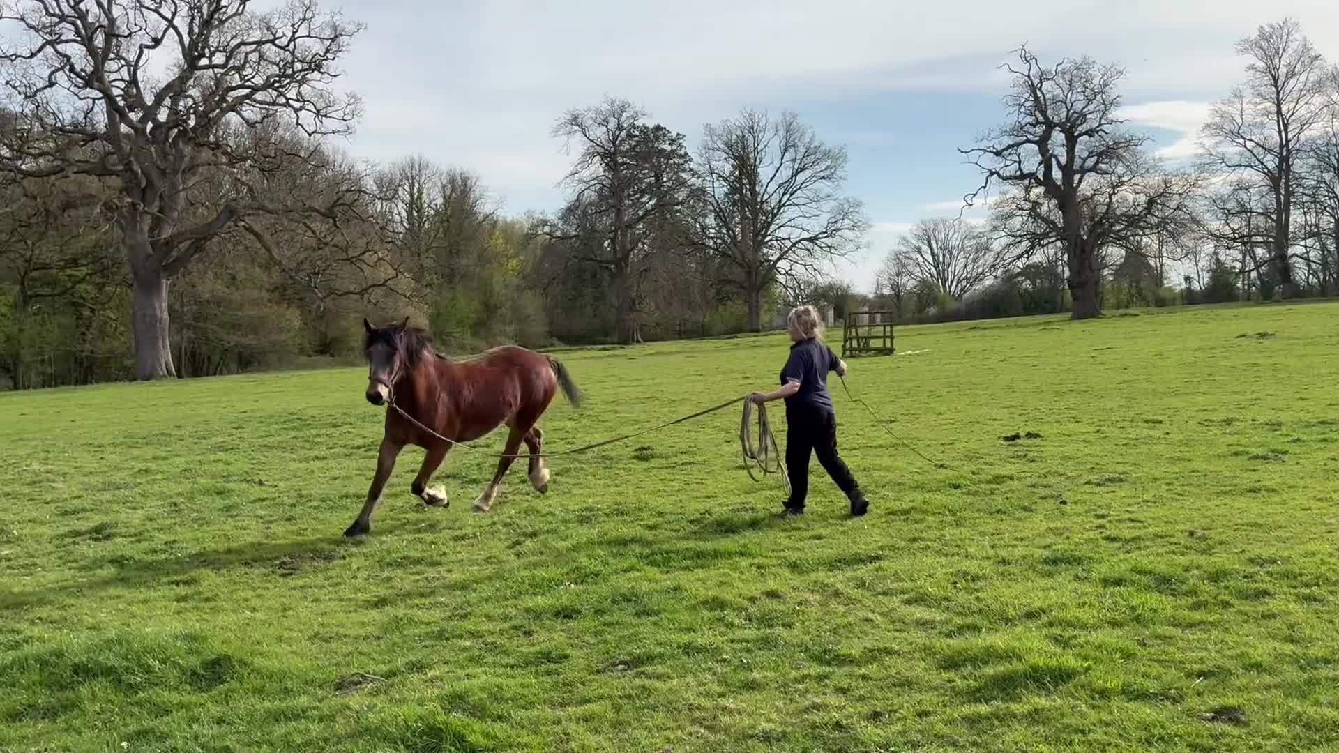 Welsh Section D horses for sale: Perfect summer project! Welsh sec D gelding  in Taunton - Video 1