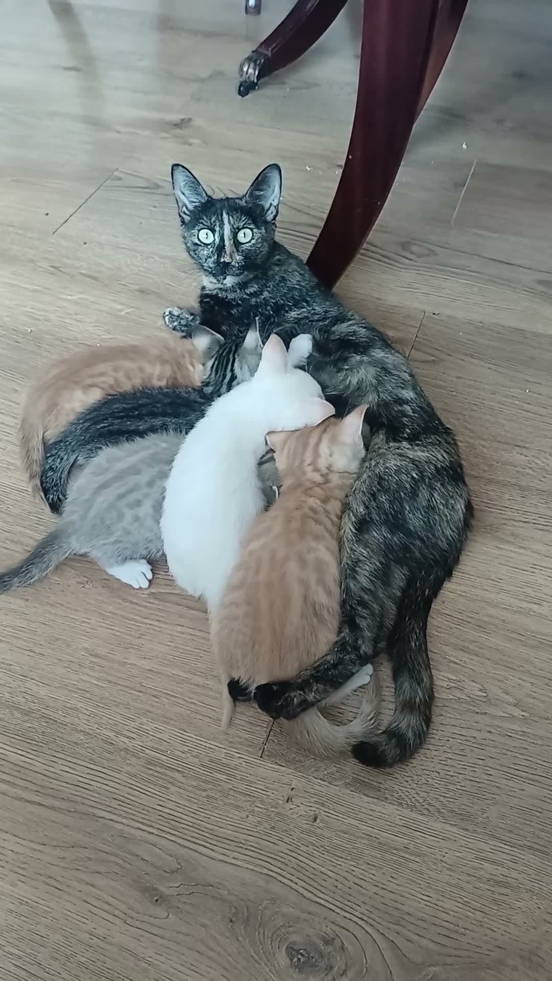 Mixed Breed cats for sale: Six boys and one girl😍😍😍 - Video 1