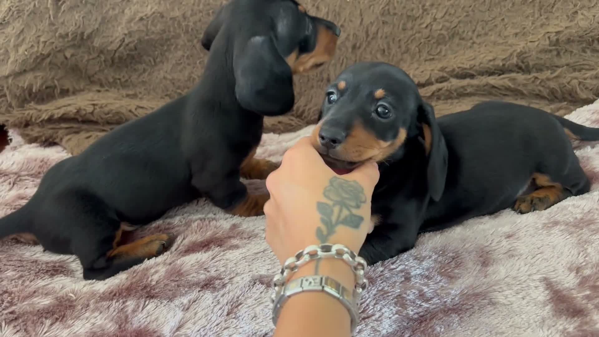 Miniature Dachshund dogs for sale: Adorable Miniature Dachshund Puppies! - Video 2