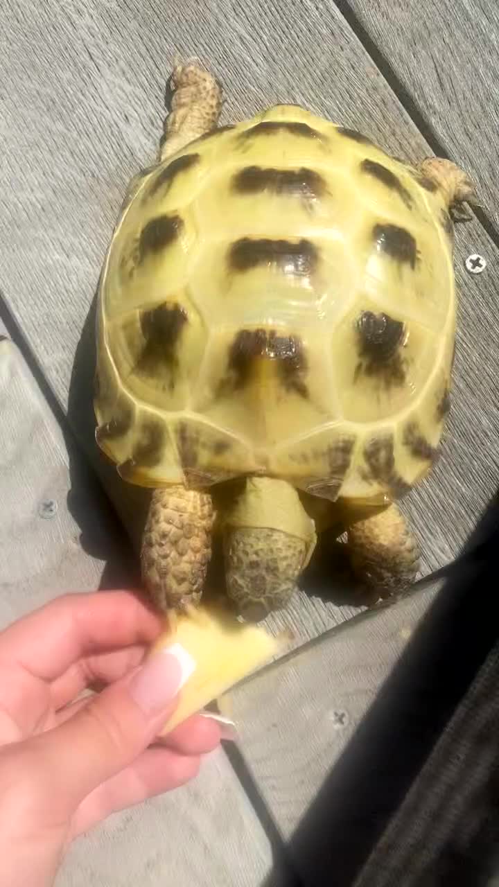 Tortoise reptiles for sale: Horsefield Tortoise with Full enclosure and set up in Harrow - Video 1