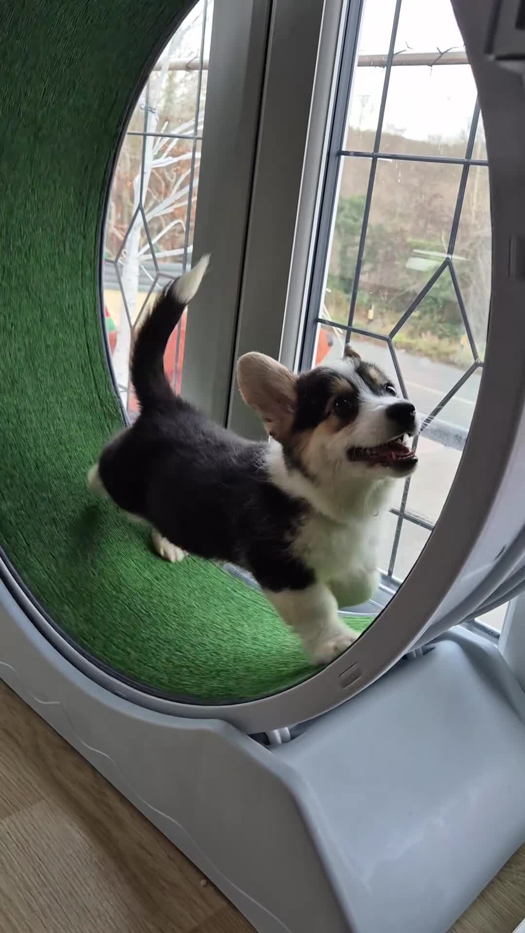 Welsh Corgi Pembroke dogs for sale: Kc reg 2 girls remaining bob & longtail - Video 1