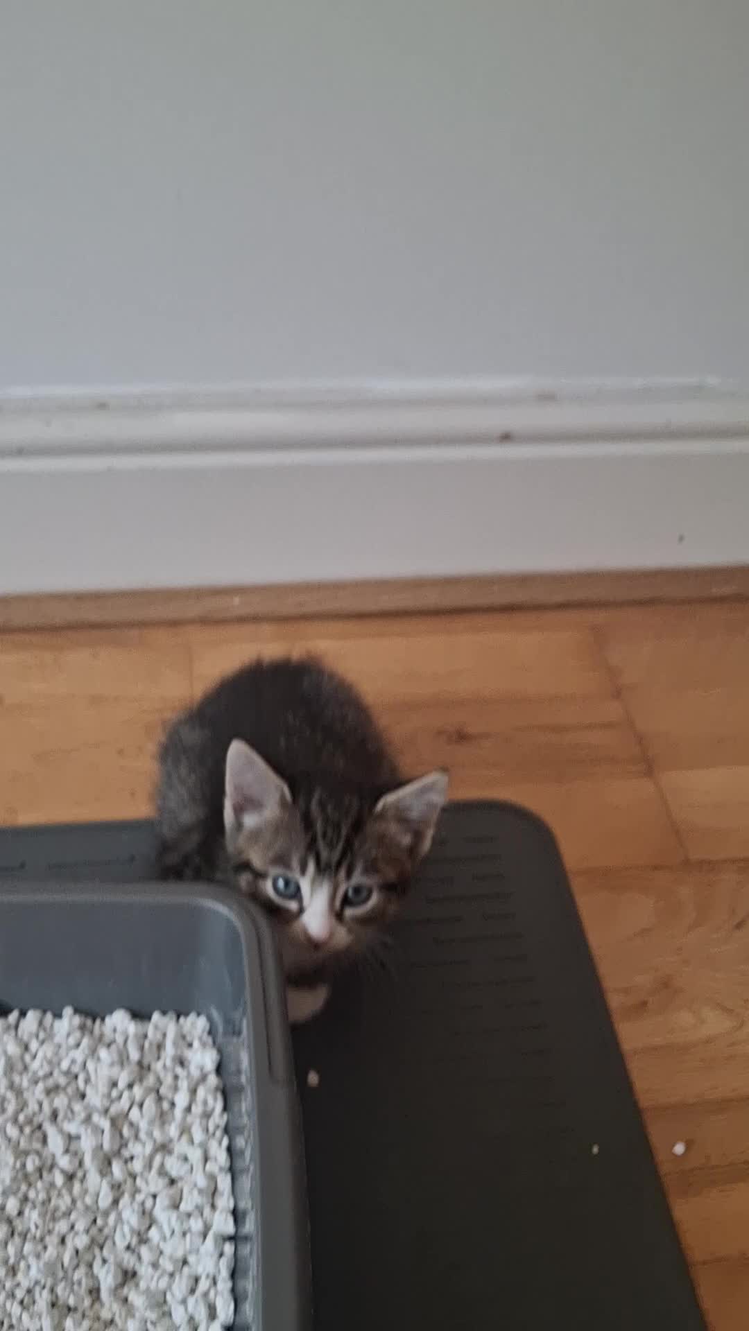 Mixed Breed cats for sale: Gorgeous kittens  - Video 1