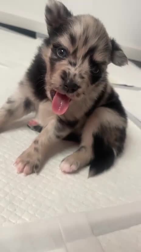 Pomsky dogs for sale: 5 High Quality Pomsky Puppies  - Video 1