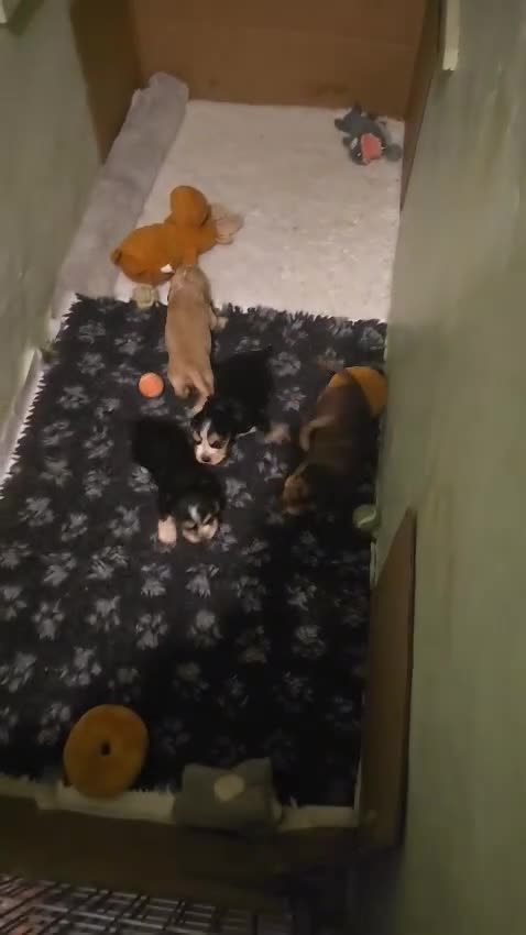 Cocker Spaniel dogs for sale: Stunning Sable Cocker Spaniel Puppies for sale.  - Video 2