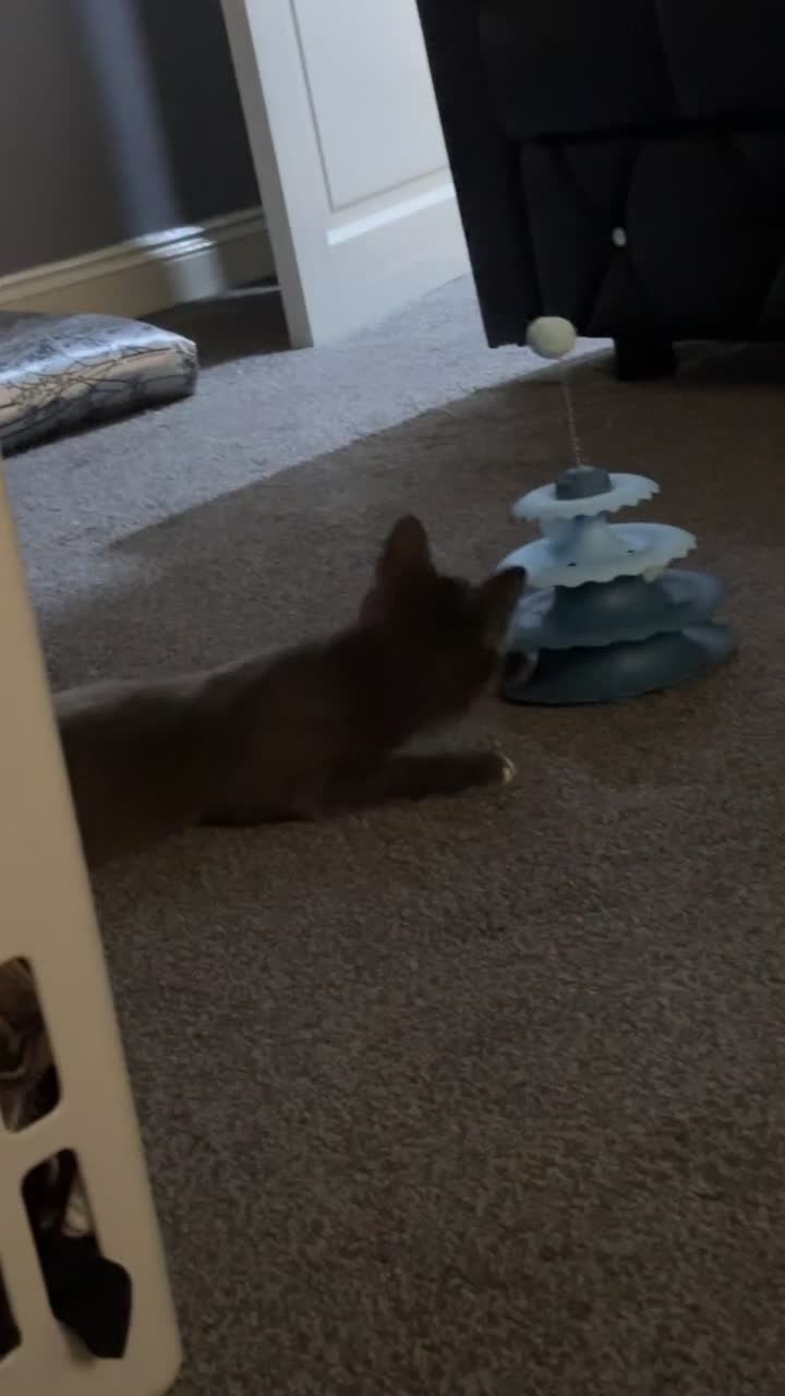 Mixed Breed cats for sale: For sale  - Video 1