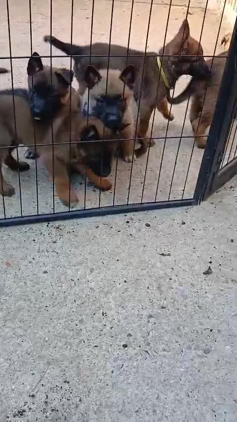 Mixed Breed dogs for sale: Once in a lifetime pups  - Video 2