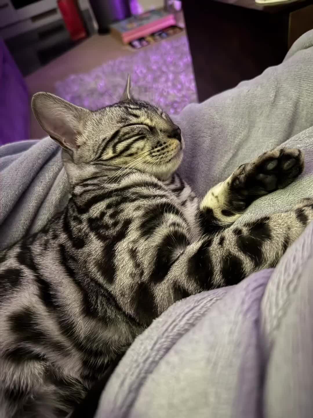 Bengal cats for sale: Silver rosetted Bengal🐆 - Video 1