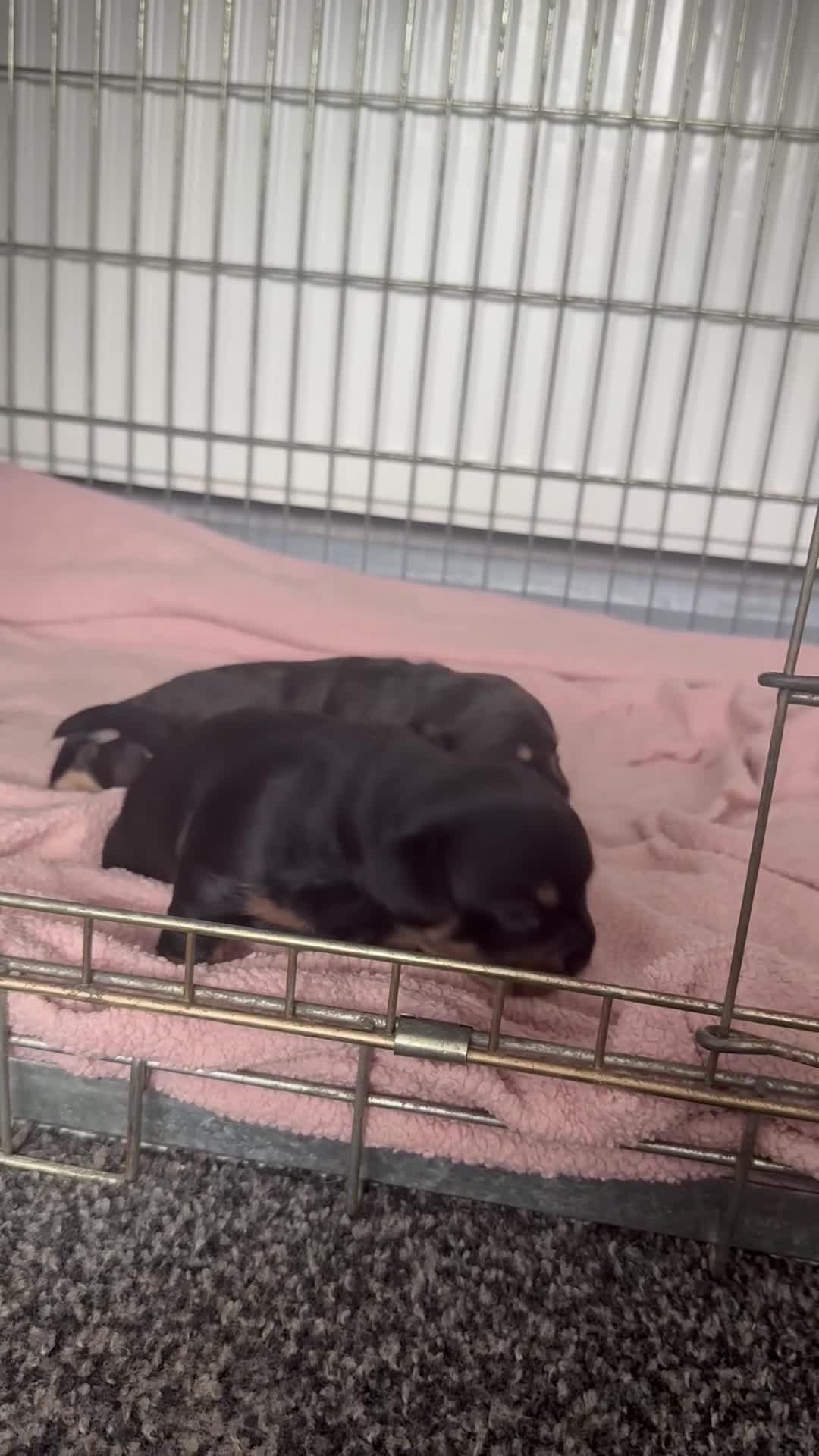 Mixed Breed dogs for sale: French weiner puppies - Video 1