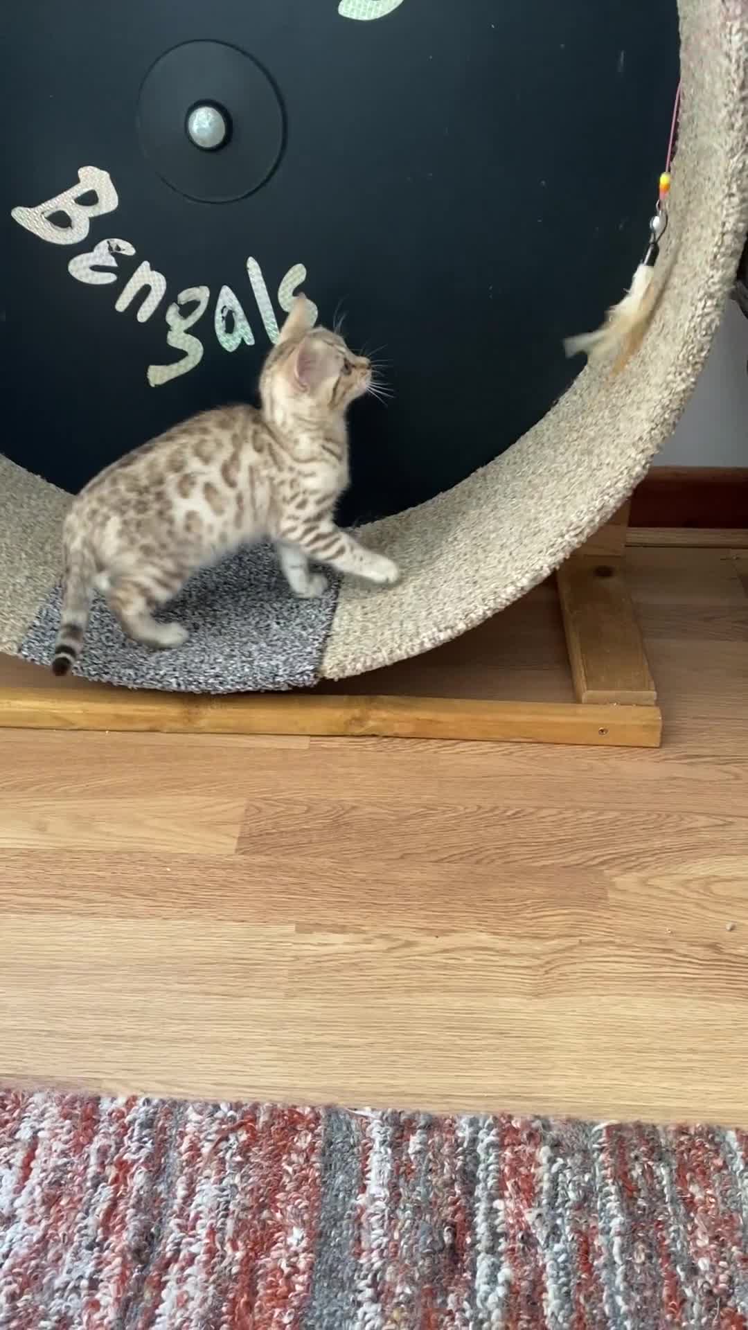 Bengal cats for sale: Bengal kittens - Video 4