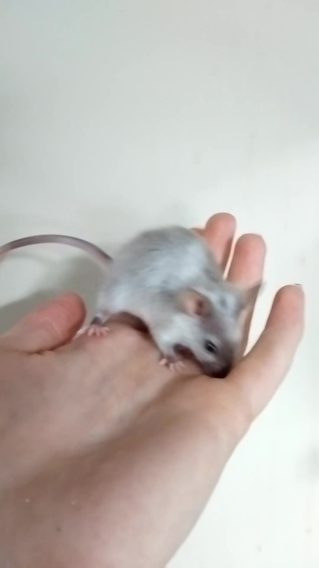 Mouse rodents for sale: 🐭 Female Mice Available for Adoption 🐭 - Video 2