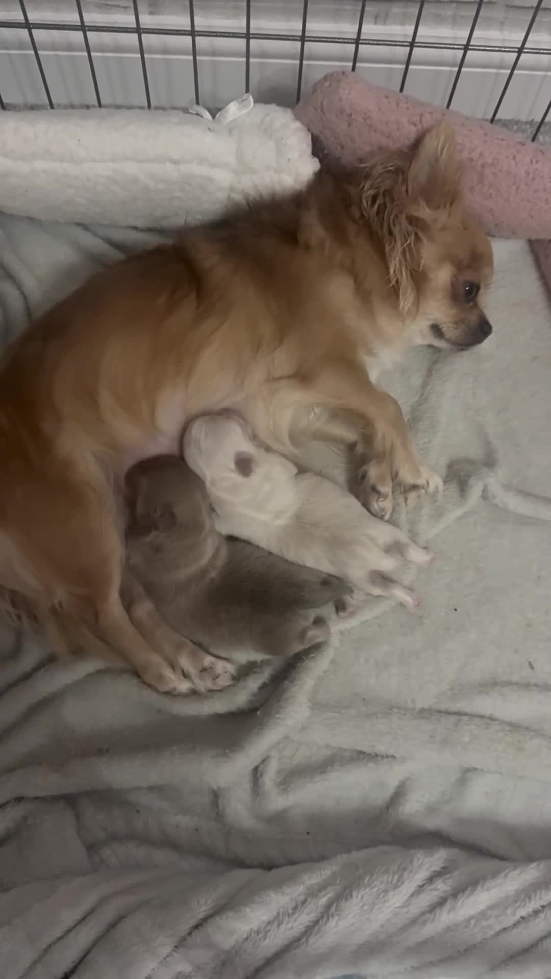 Chihuahua dogs for sale: Chihuahua puppies  - Video 1