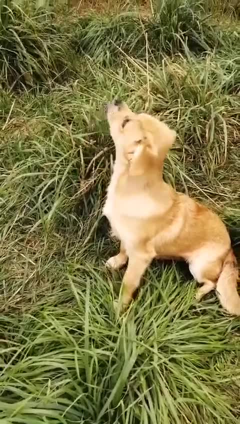 Mixed Breed dogs for adoption: ❤️🐶 MYLA (SHYLA) – 4 KG OF LOVE, CURIOSITY - Video 2