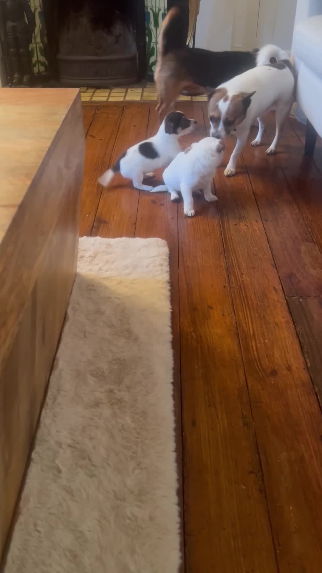 Jack Chi dogs for sale: Two beautiful jack-chi pups - Video 1