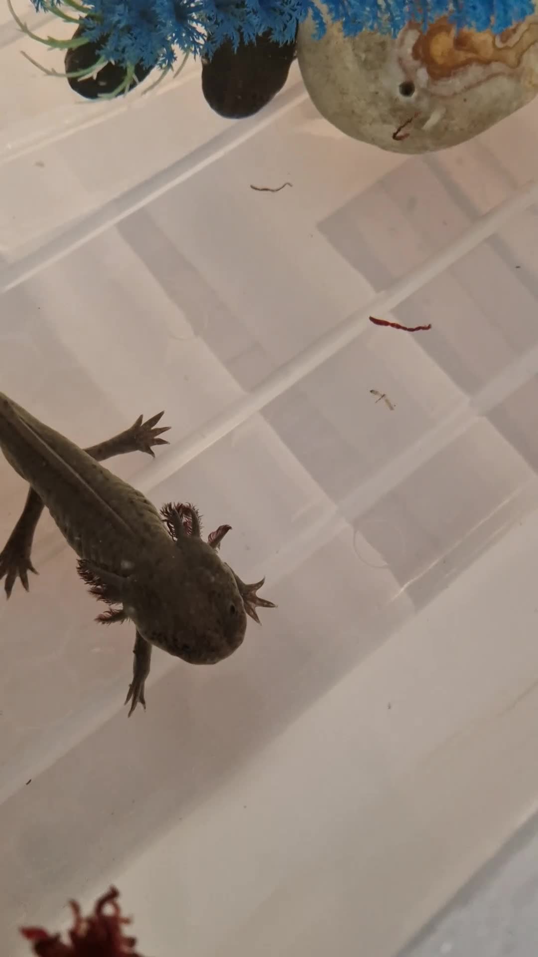 Axolotl reptiles for sale: Axolotl (wild & Leucistic) - Video 4
