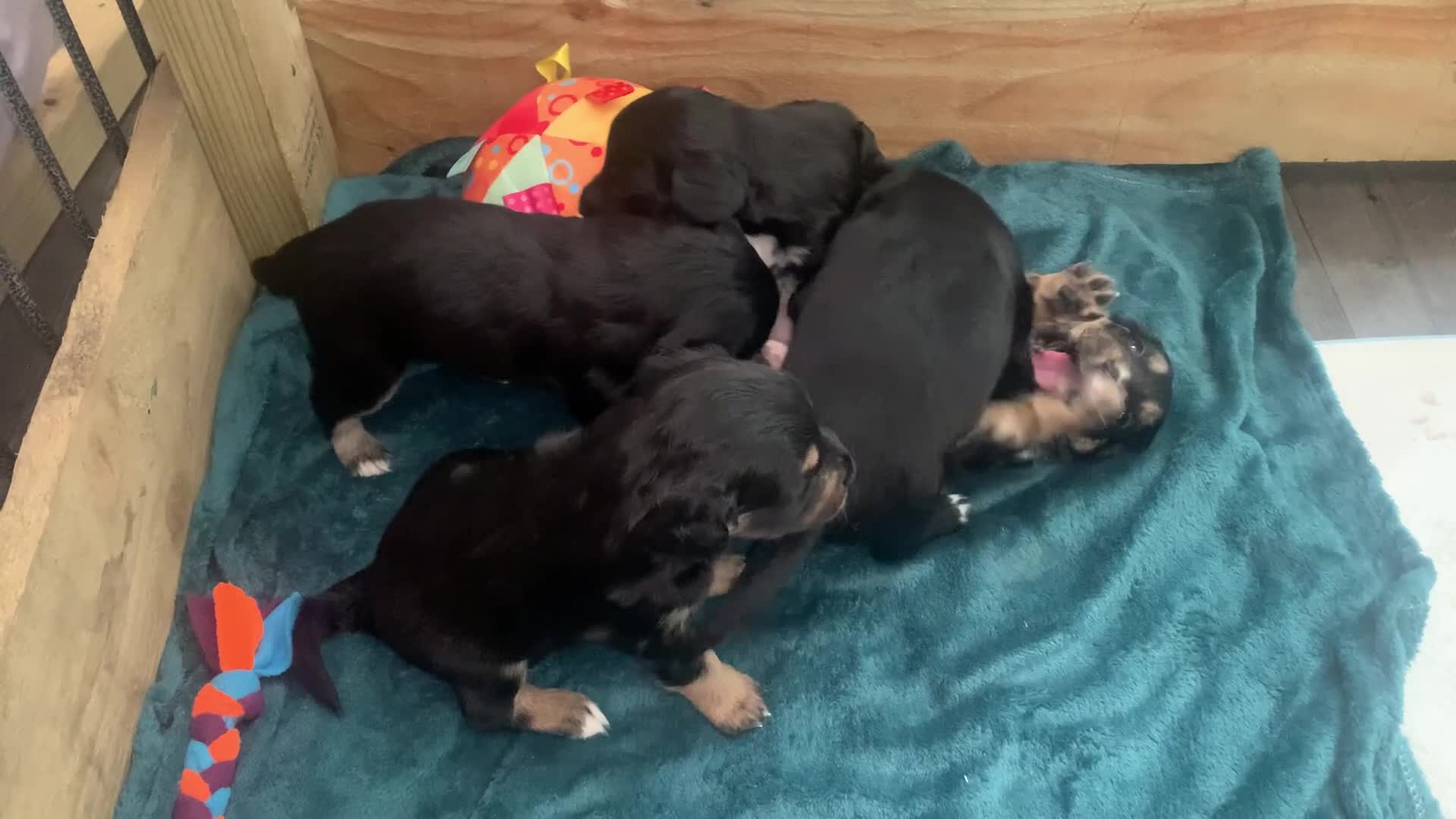Mixed Breed dogs for sale: A* Sprollie Pups  - Video 1