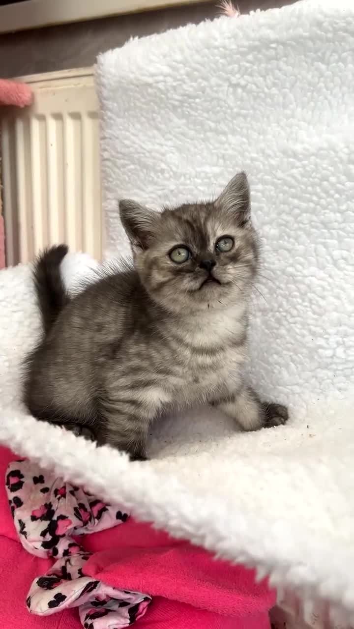 Mixed Breed cats for sale: Mixed breed  - Video 2