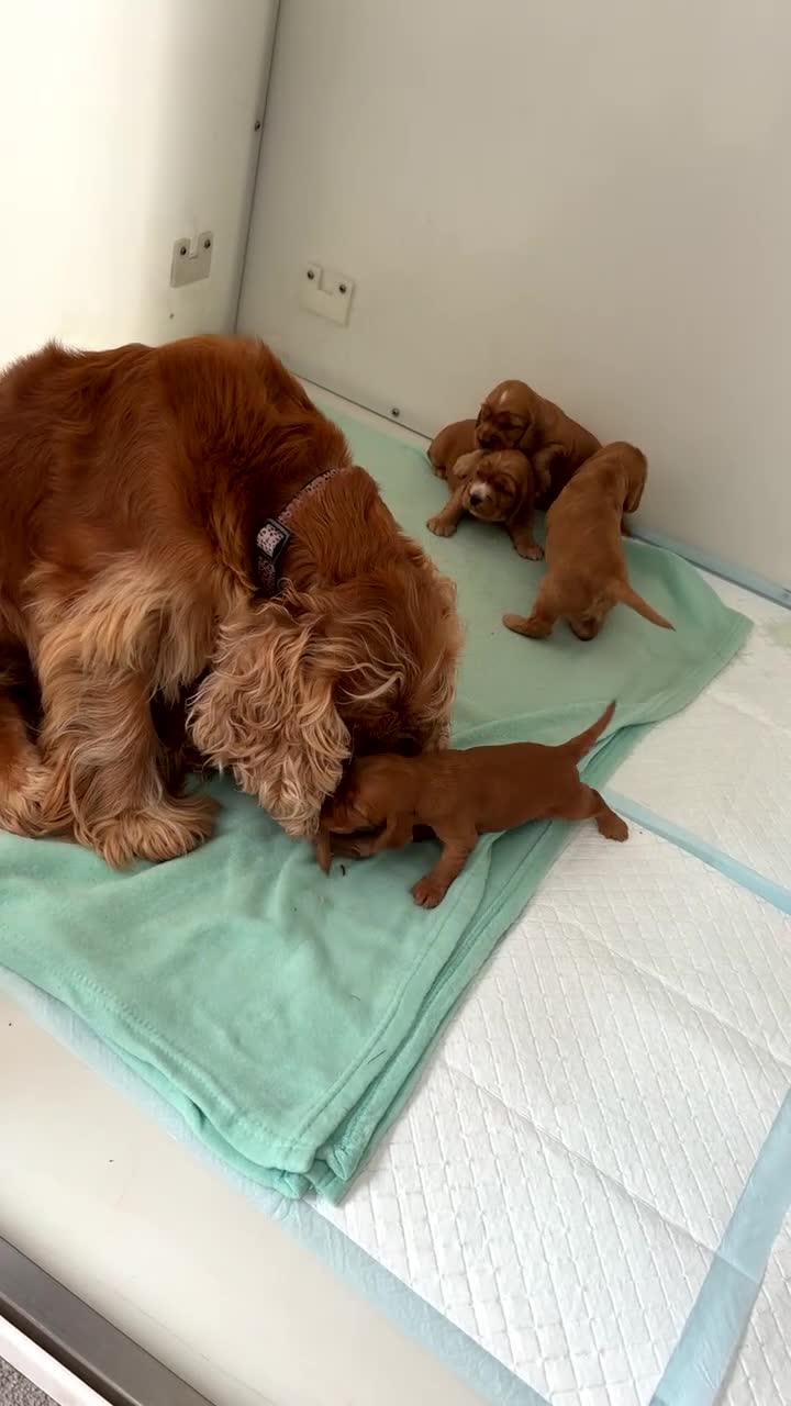 Cocker Spaniel dogs for sale: KC SHOW COCKER SPANIEL PUPS GOLDEN - Video 1