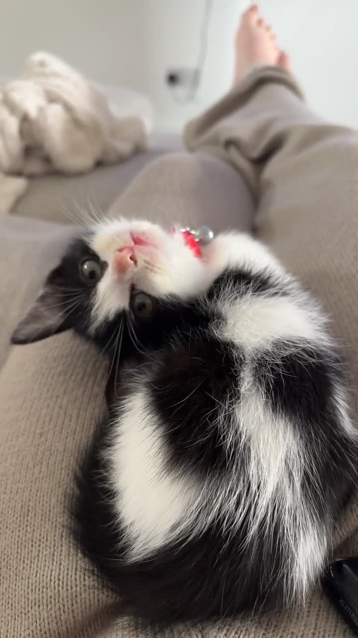 Domestic Shorthair cats for sale: Two cuddly kittens brother and sister  - Video 2