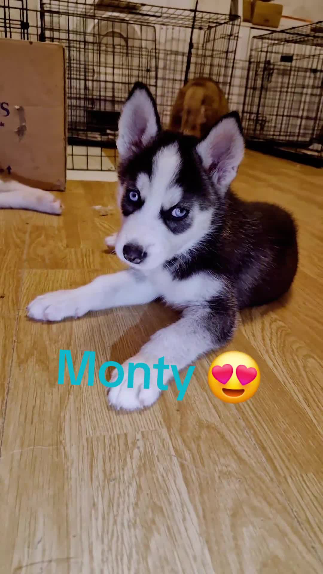 Siberian Husky dogs for sale: 8 Beautiful Siberian Husky puppies 😍 - Video 1