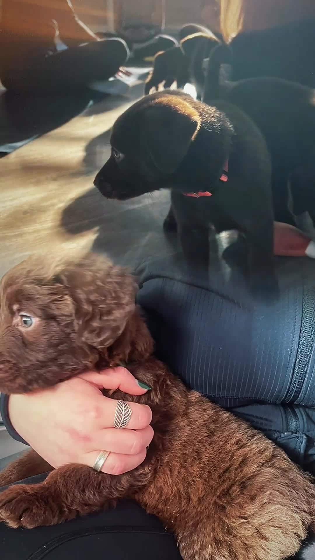 Mixed Breed dogs for sale: Beautiful Puppies – ONLY / LEFT!!! - Video 3