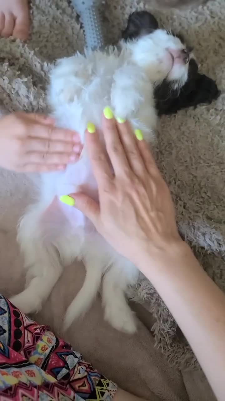 Cockapoo dogs for sale: LAST BOY. F1 Cockapoo. DNA Health Tested  in Pershore - Video 3