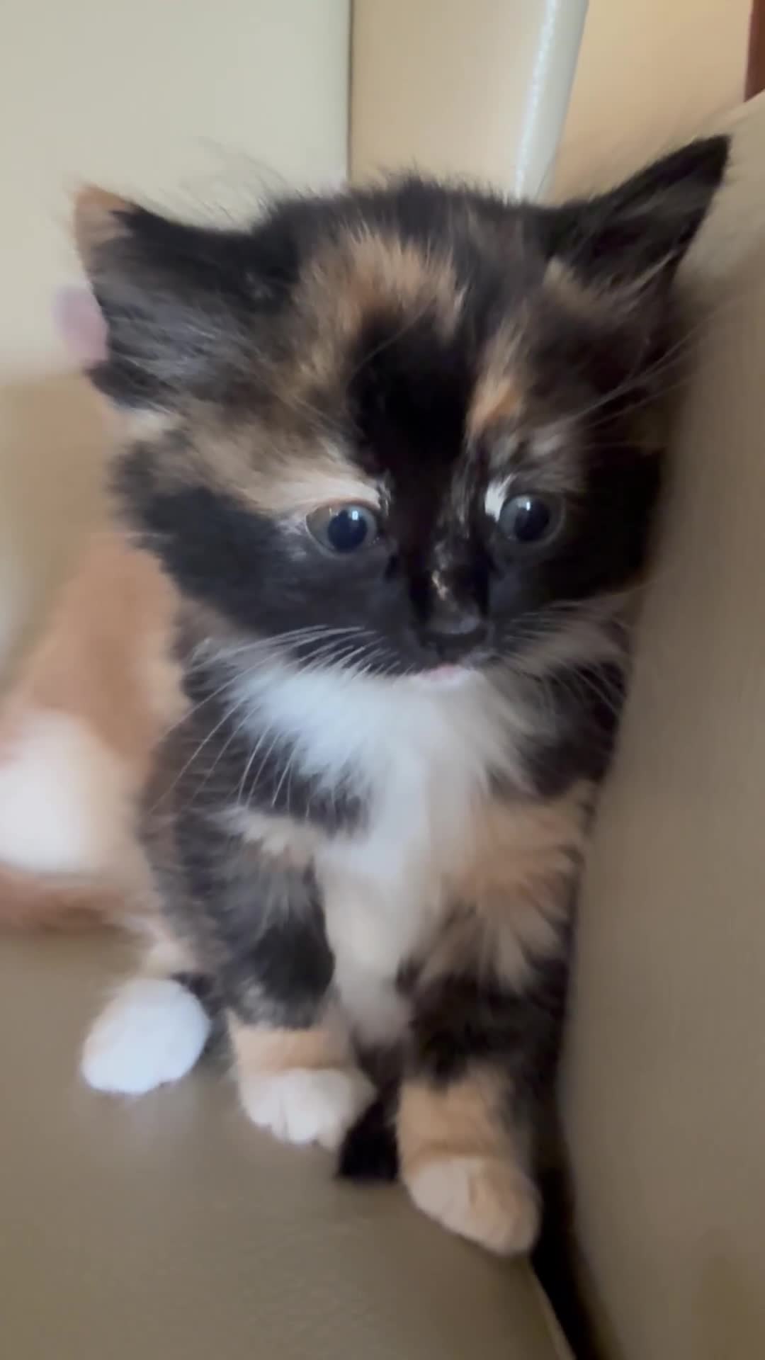 Ragdoll cats for sale: Part rag doll kittens  - Video 1